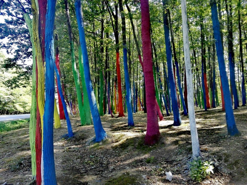 Padurea colorata din Poienari, Gorj, Targu Jiu, obiective turistice Romania