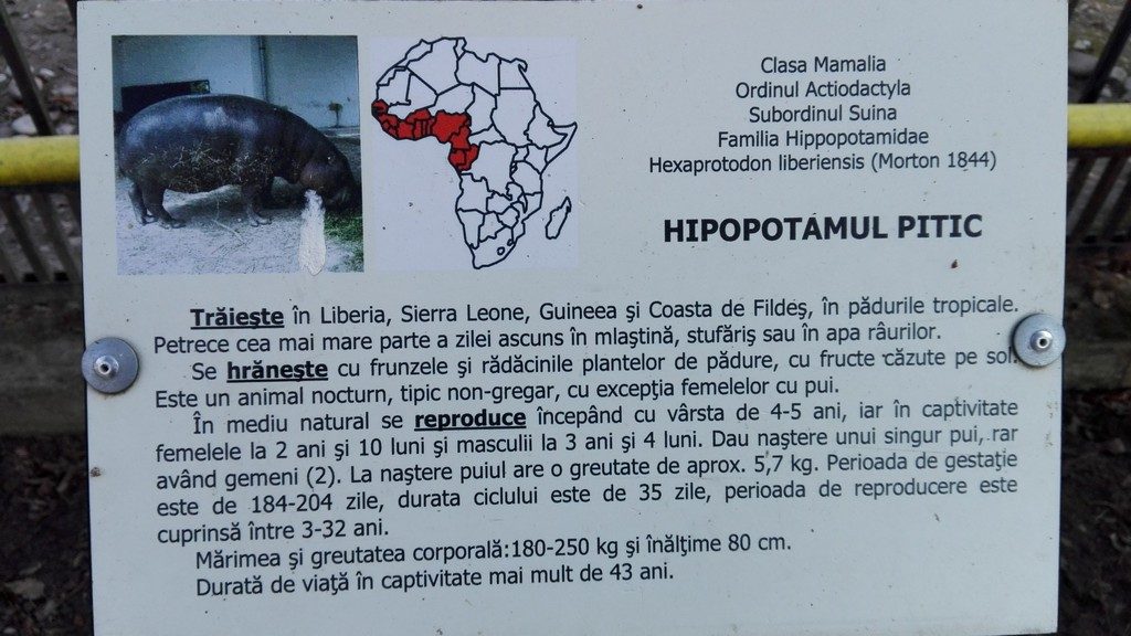 hipopotanul pitic, Targoviste