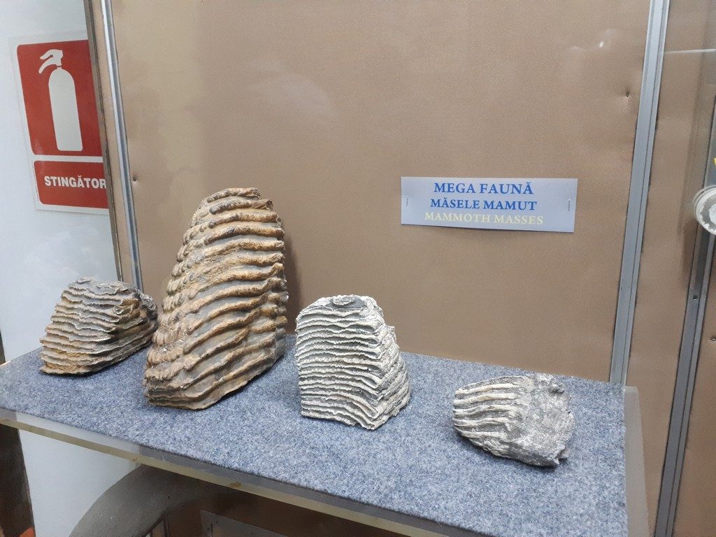 Obiective turistice Giurgiu, Romania, Muzeul Judetean, arhitectura, cetatea, faleza, arta, Perla (81)