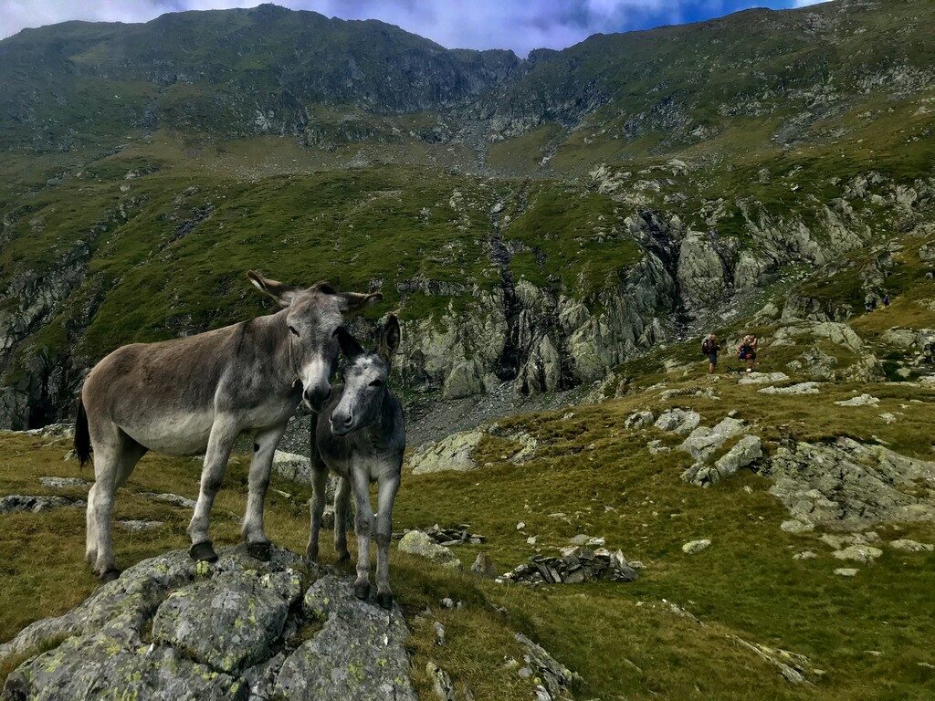 Varful Moldoveanu, Valea Rea, Muntii Fagaras, Romania, obiective turisticee, traseu montan, stana lui Burnei 