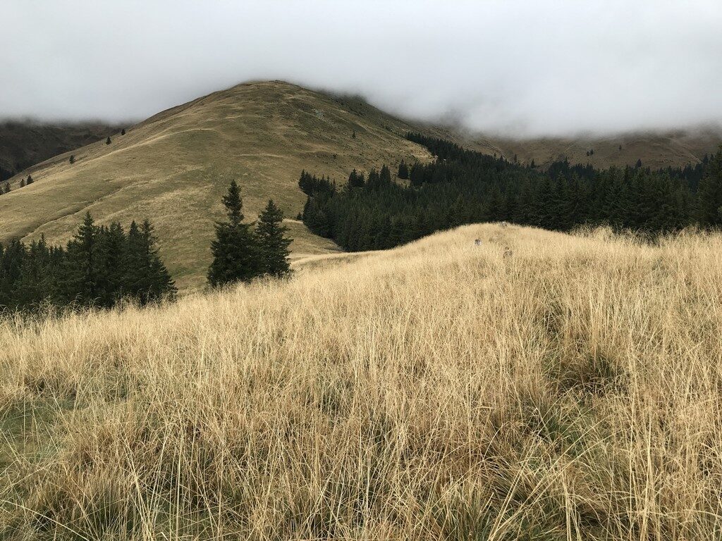 Varful Leaota, Varful Ratei, cheile Rateiului, traseu de o zi, Dambovita Brasov, obiective turistice Romania, manatarci, galbiori