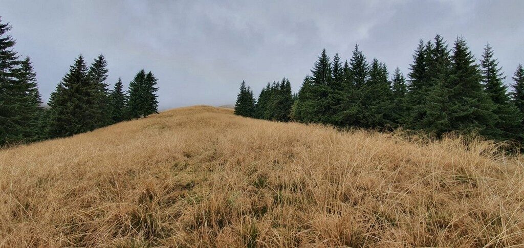 Varful Leaota, Varful Ratei, cheile Rateiului, traseu de o zi, Dambovita Brasov, obiective turistice Romania, manatarci, galbiori