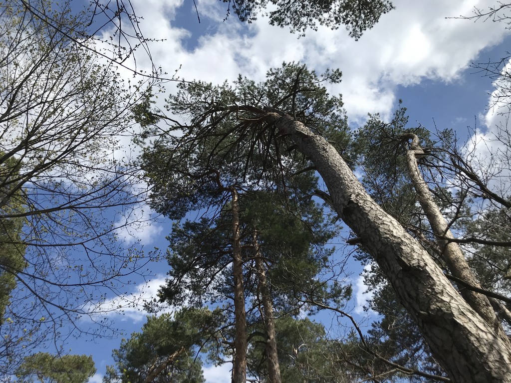 drumetie Cetatea Neagra, Magura Codlei, traseu, obiectiv turistice Brasov, Romania